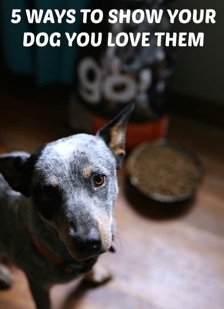 5 WAYS TO SHOW YOUR DOG YOU LOVE THEM