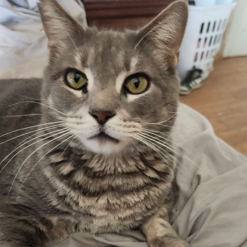 Fat Kitty Brockman looking handsome 