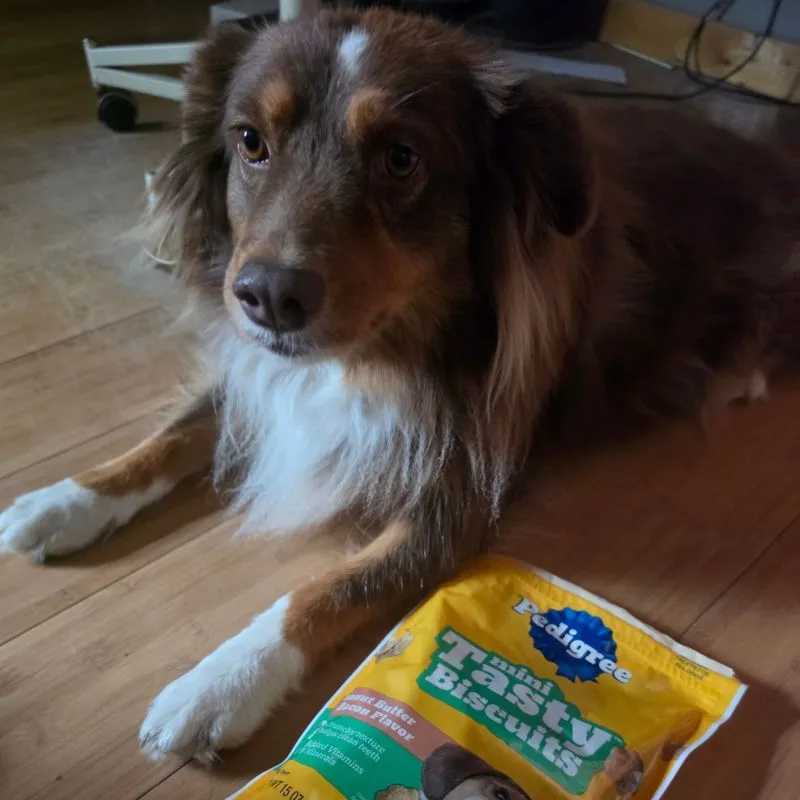 Awesome DIY Dog Treat Jar Using a Mason Jar 9 Bubbles dog laying on floor next to pedigree dog treats