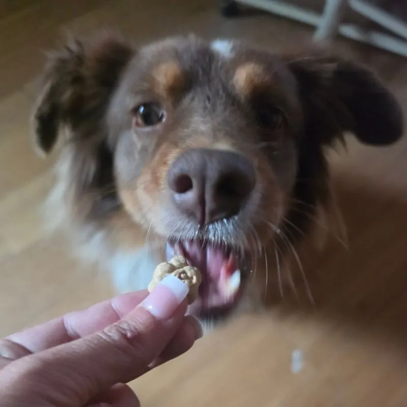 Awesome DIY Dog Treat Jar Using a Mason Jar 6 bubbles jennifer brockman dog eating a treat