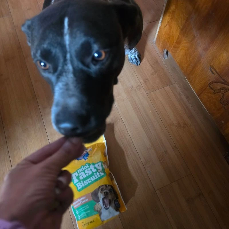 Awesome DIY Dog Treat Jar Using a Mason Jar 8 nala jennifer brockman dog eating a treat